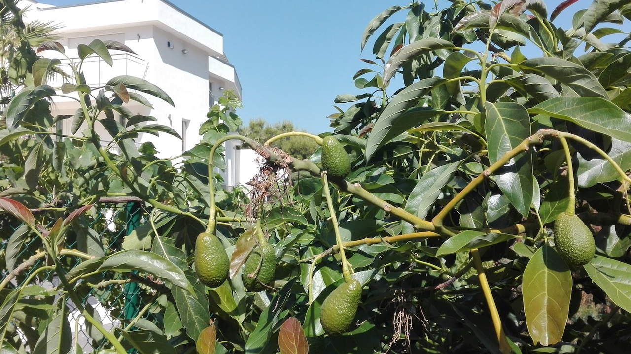 Avocados  Avocados