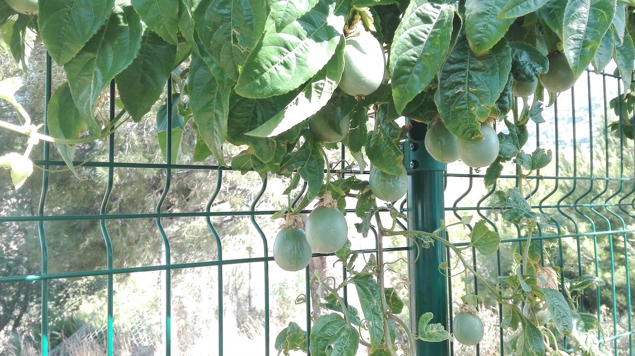 Garten/Terrassen - Maracuja  Garten/Terrassen - Maracuja